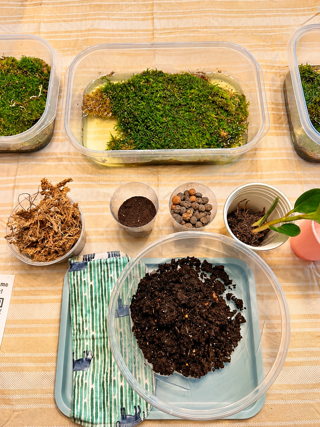 Terrarium as Refuge