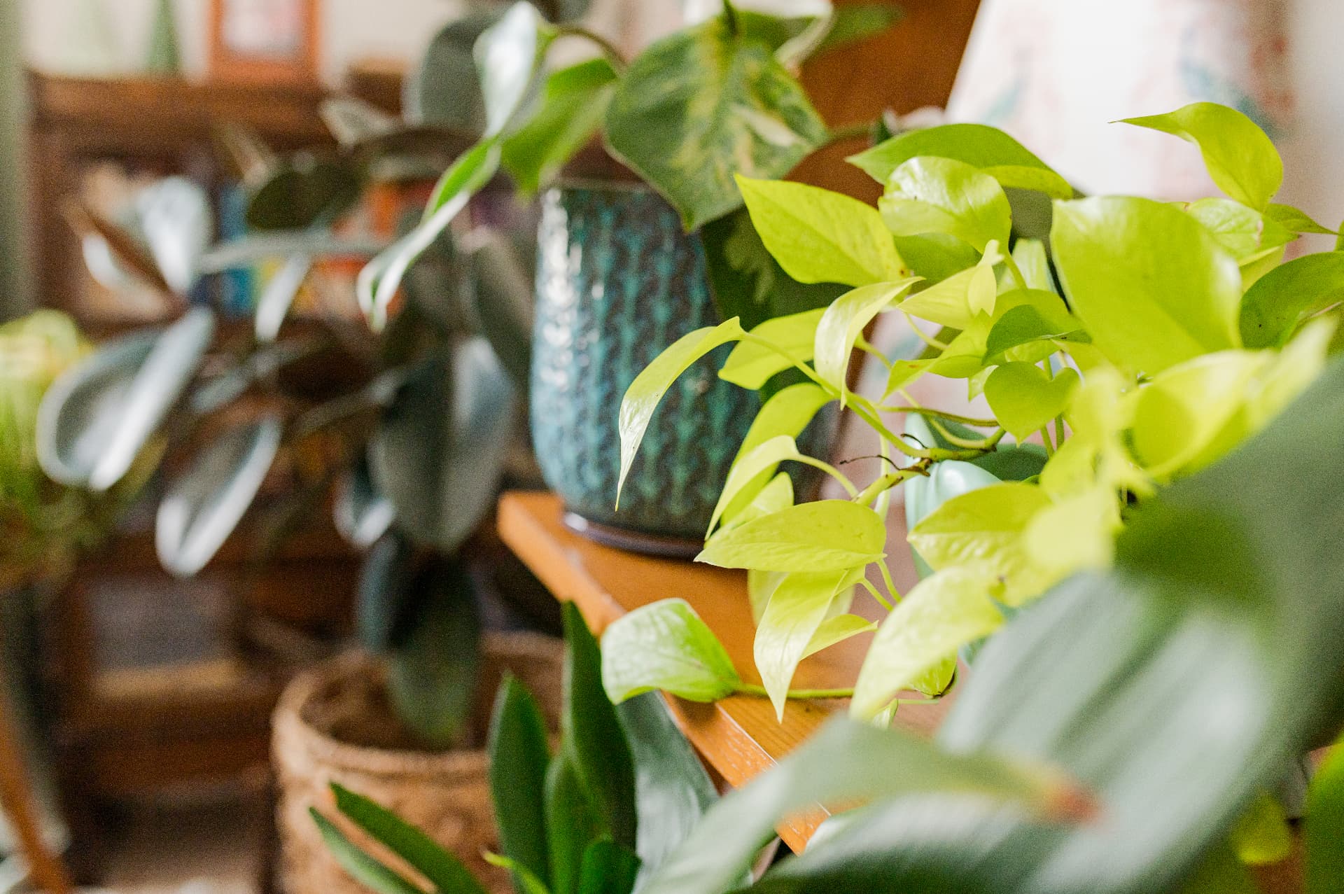Lush green pothos and houseplants in soft natural light